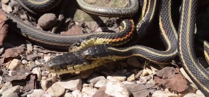   Narcisse Snake Dens     (12 )