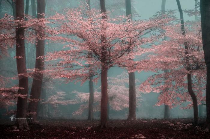 Лесные пейзажи голландского фотографа Ларса ван де Гура (19 фото)