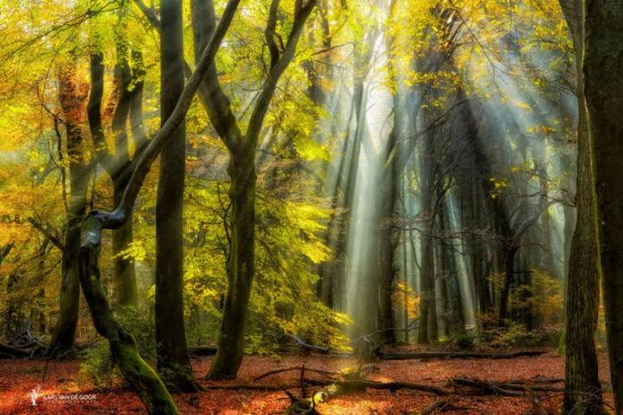 Лесные пейзажи голландского фотографа Ларса ван де Гура (19 фото)