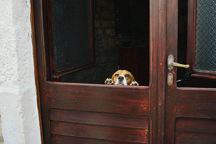 20 отчаянных собак, которые просто захотели поздороваться (20 фото)