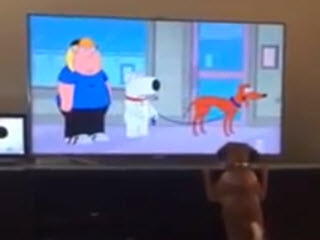Собака фанат мультфильмов
