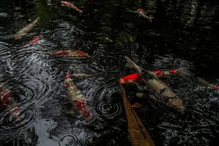 Япония в сезон дождей: фотографии, которые невозможно забыть (12 фото)