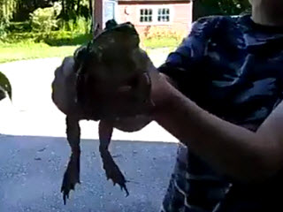 Мяукаующая жаба