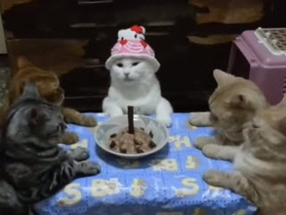 День рождения кота