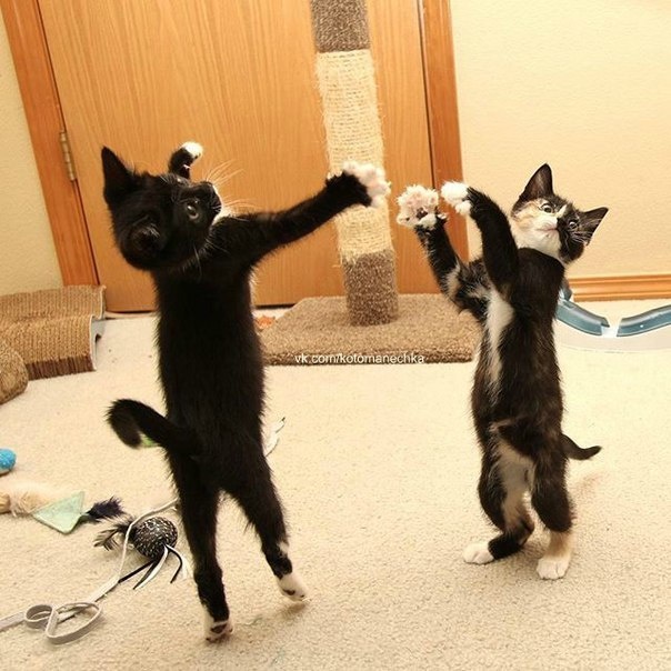 Коты, удивляющие своей синхронностью (34 фото)