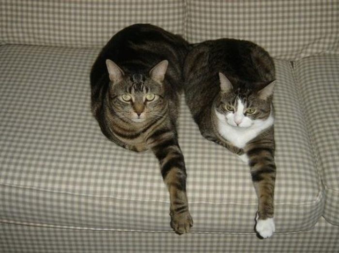 Коты, удивляющие своей синхронностью (34 фото)