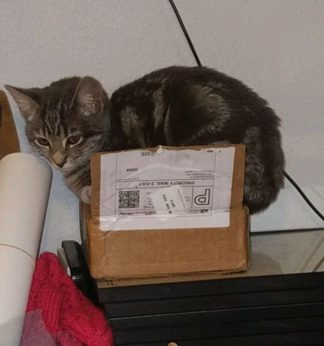 Кошки и коробки (20 фото)