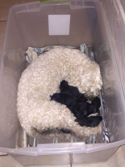 У белой собаки родились абсолютно чёрные щенки (4 фото)