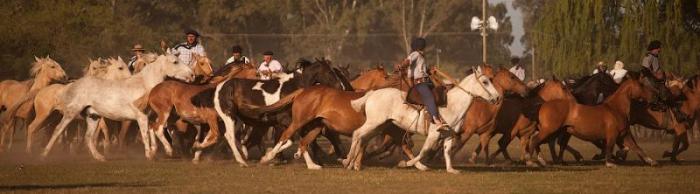   Fiesta de la Tradicion (54 )