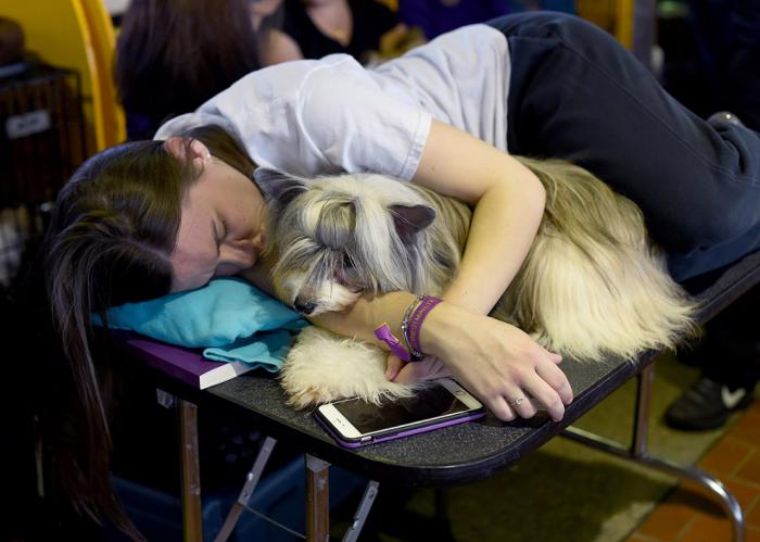   Westminster Kennel Club 2017 (25 )