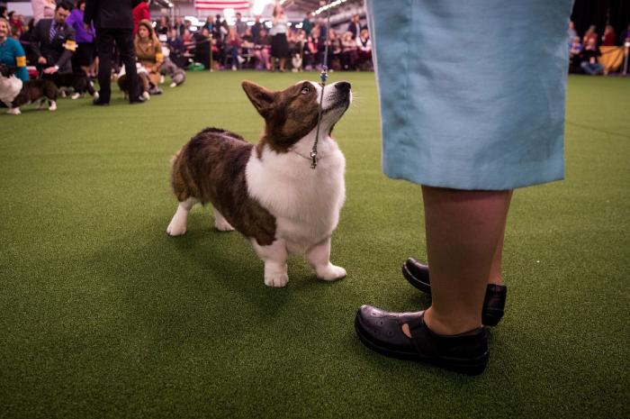   Westminster Kennel Club 2017 (25 )