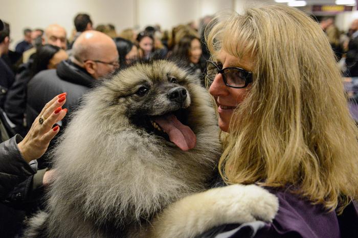   Westminster Kennel Club 2017 (25 )