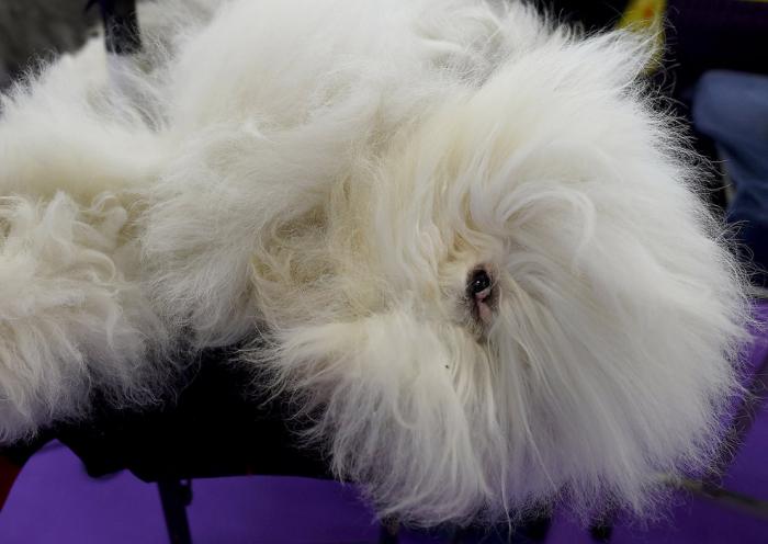   Westminster Kennel Club 2017 (25 )