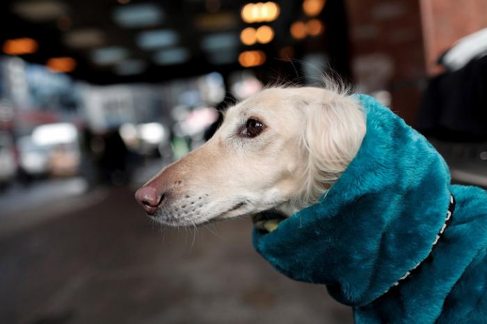   Westminster Kennel Club 2017 (25 )