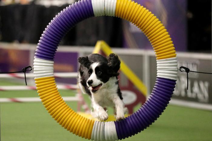   Westminster Kennel Club 2017 (25 )