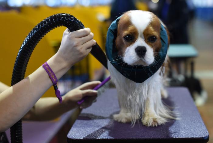   Westminster Kennel Club 2017 (25 )