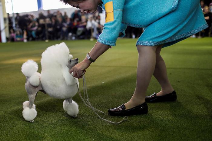   Westminster Kennel Club 2017 (25 )