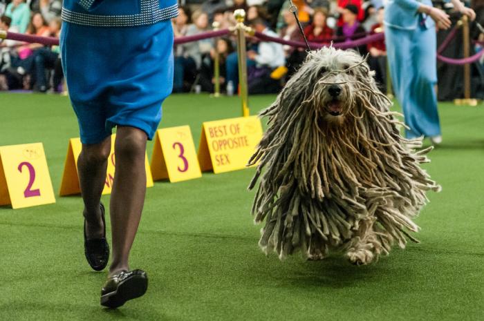   Westminster Kennel Club 2017 (25 )