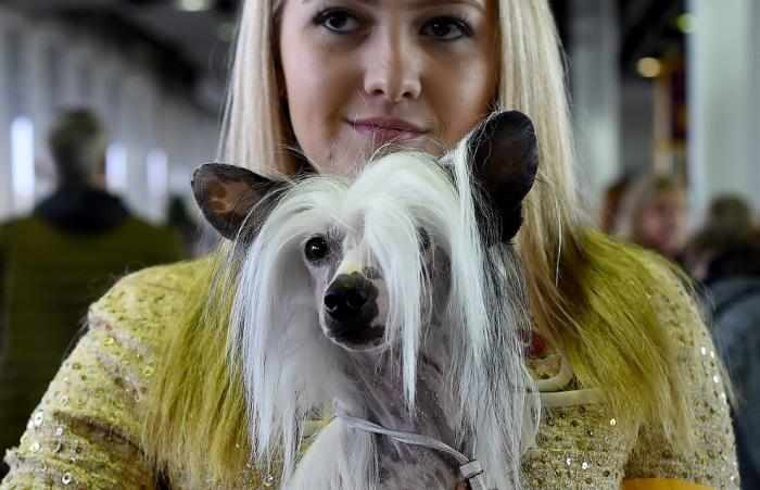   Westminster Kennel Club 2017 (25 )