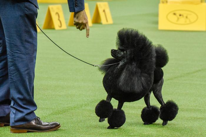   Westminster Kennel Club 2017 (25 )