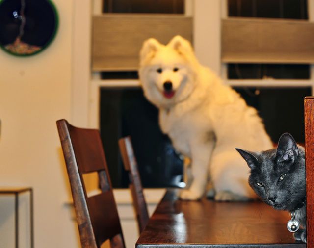 Фотобомбы - Коты и собаки (22 фото)