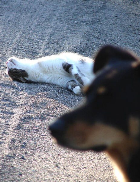 Фотобомбы - Коты и собаки (22 фото)