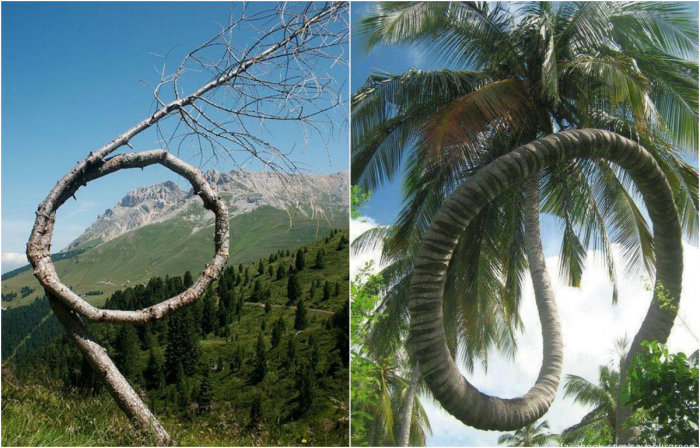 Природа умеет удивлять: самые необычные деревья (23 фото)
