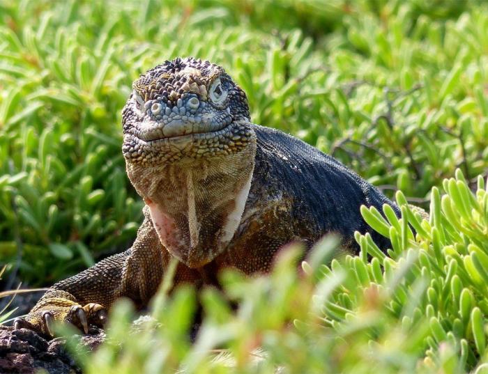   Galapagos Conservation Trust Photography Competition 2017 (11 )