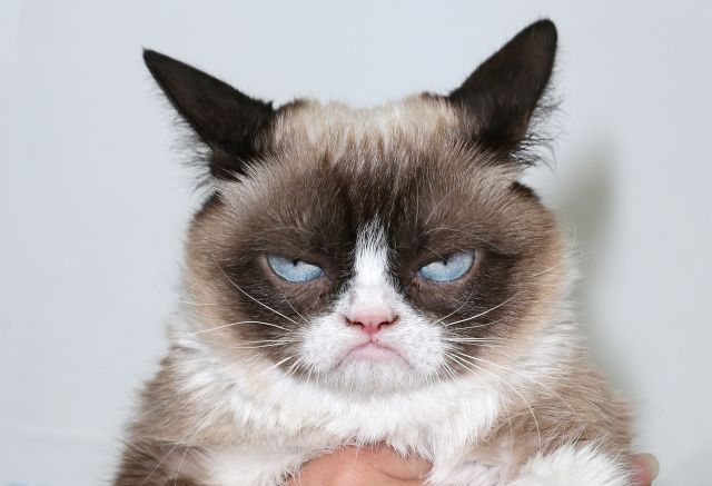      Grumpy Cat    (2 )